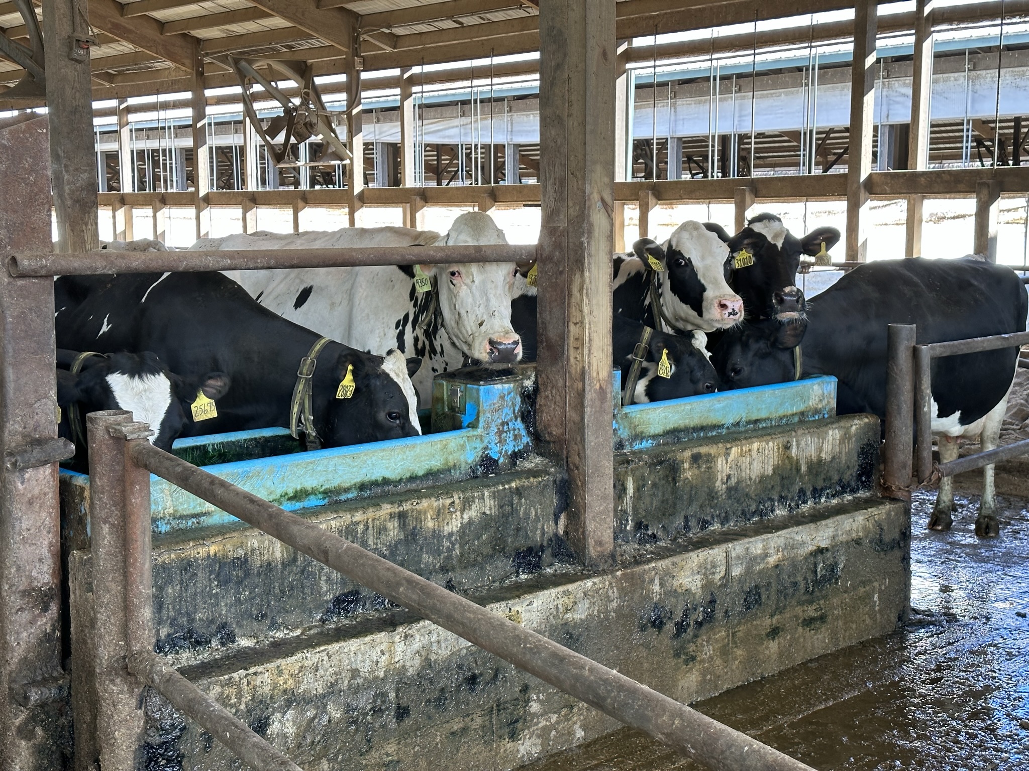 Cows in the barn